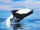 Breaching Right Whale