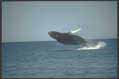 Whale